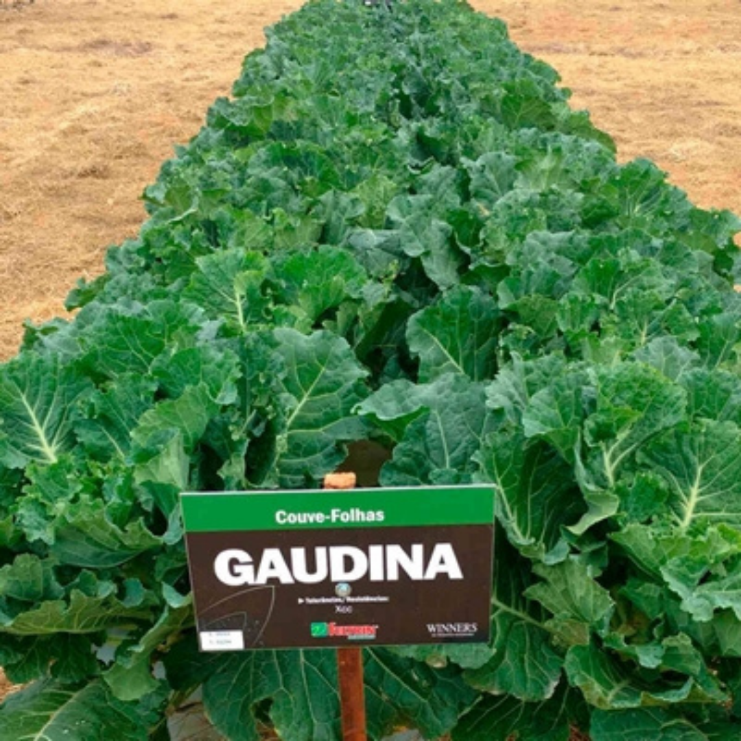 COUVE GAUDINA - 1000 SEMENTE - FELTRIN - Imagem 3