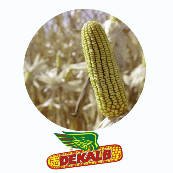 SEMENTE DE MILHO HÍBRIDO DKB 390 PRO 4 - 60.000 SEMENTES - DEKALB - Imagem 2
