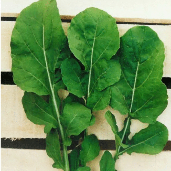 RUCULA FOLHA LARGA IMPORTADA TOPSEED 100 GR * - Imagem 3