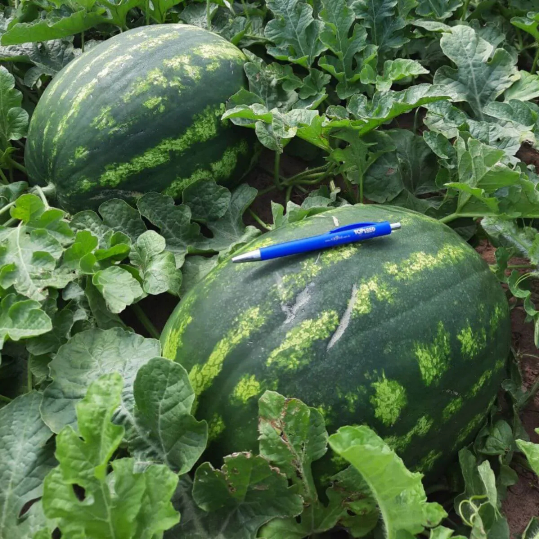 MELANCIA HIB. ROCHEDO F1 1 MX * - Imagem 4