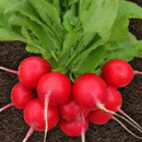 RABANETE CRIMSON GIGANTE 100 GR * TOPSEED