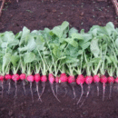 RABANETE CRIMSON GIGANTE 100 GR * TOPSEED