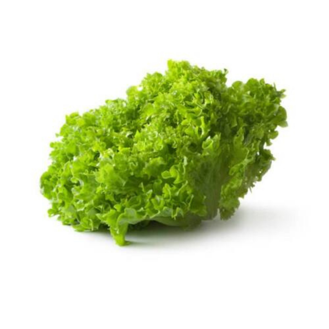 ALFACE CRESPA ELBA NUA - 100G TOPSEED - Imagem 3