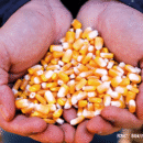 SEMENTE DE MILHO ZEA MAYS - K9460 (BNS 9460HS)