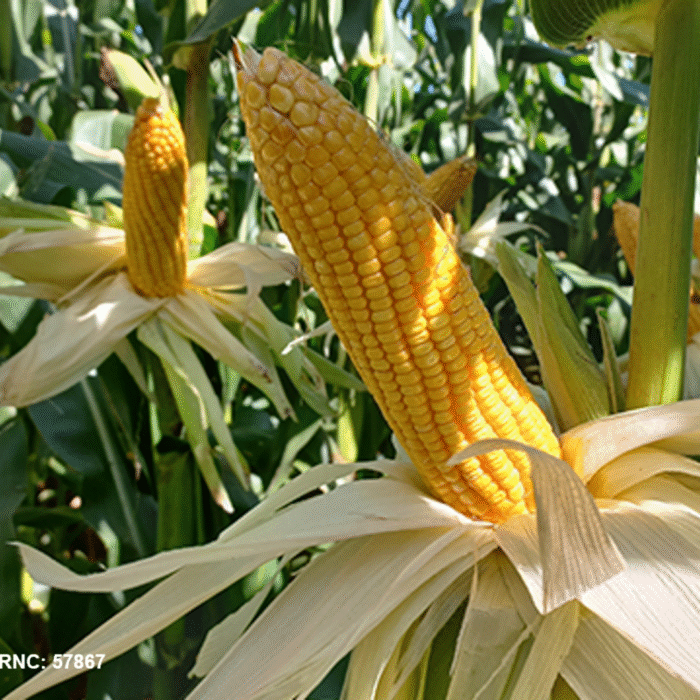 SEMENTE DE MILHO ZEA MAYS - K9460 (BNS 9460HS) - Imagem 5