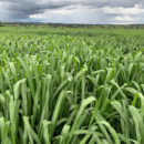 SEMENTE BRACHIARIA XARAES 12 KG