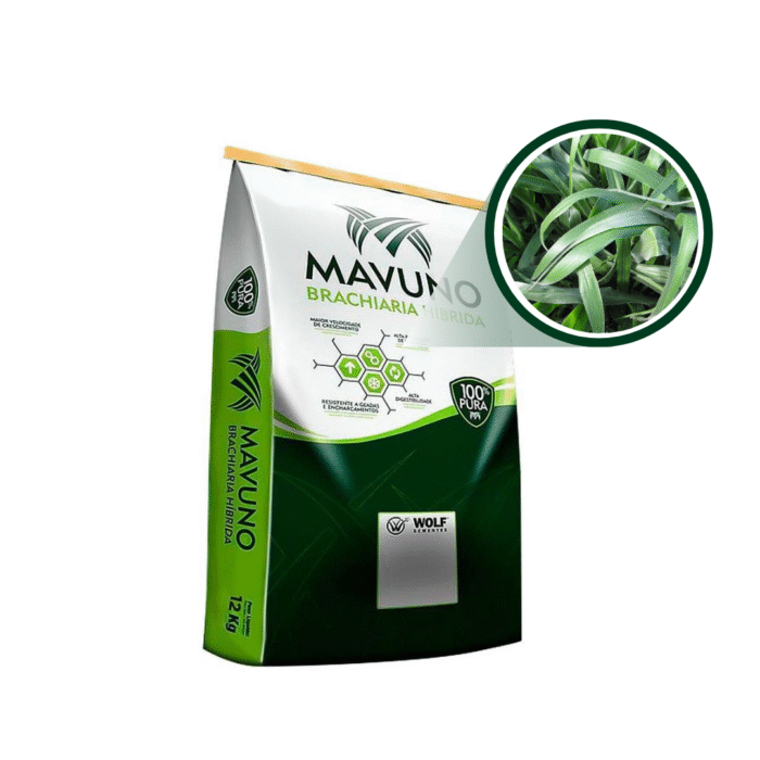 SEMENTE DE UROCHLOA BRIZANTHA X UROCHLOA RUZIZIENSIS CV MIXE DRWN 12 (MAVUNO SUPREME) - Imagem 2