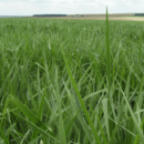 SEMENTE DE UROCHLOA BRIZANTHA X UROCHLOA RUZIZIENSIS CV MIXE DRWN 12 (MAVUNO SUPREME)