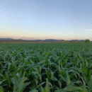 SEMENTE DE MILHO DEFENDER SYNGENTA