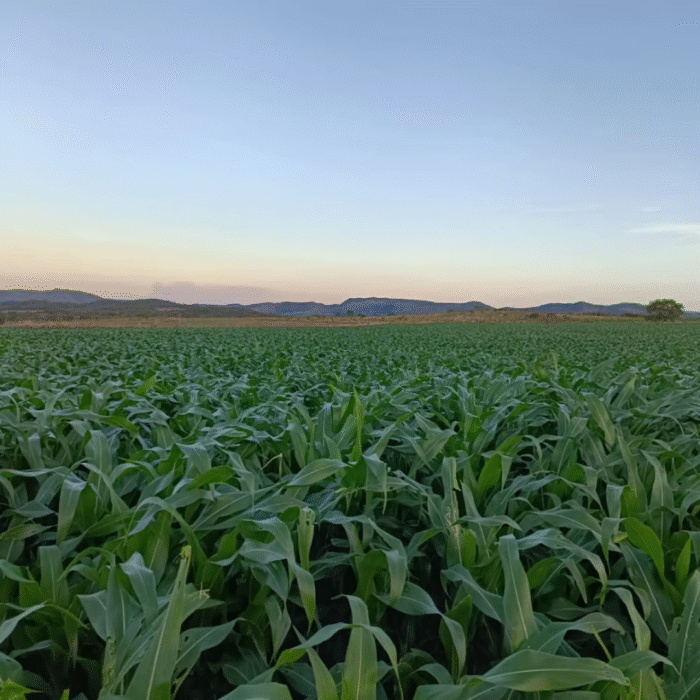 SEMENTE DE MILHO DEFENDER SYNGENTA - Imagem 4