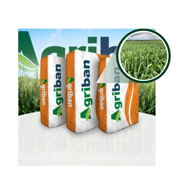 SEMENTE MOMBACA COVECIONAL 20 KG AGRIBAN - Imagem 2