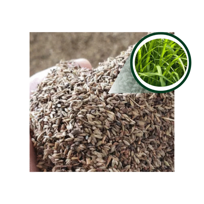SEMENTE MOMBACA COVECIONAL 20 KG PASTO BRAZIL - Imagem 2