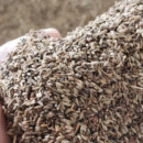 SEMENTE MOMBACA COVECIONAL 20 KG PASTO BRAZIL