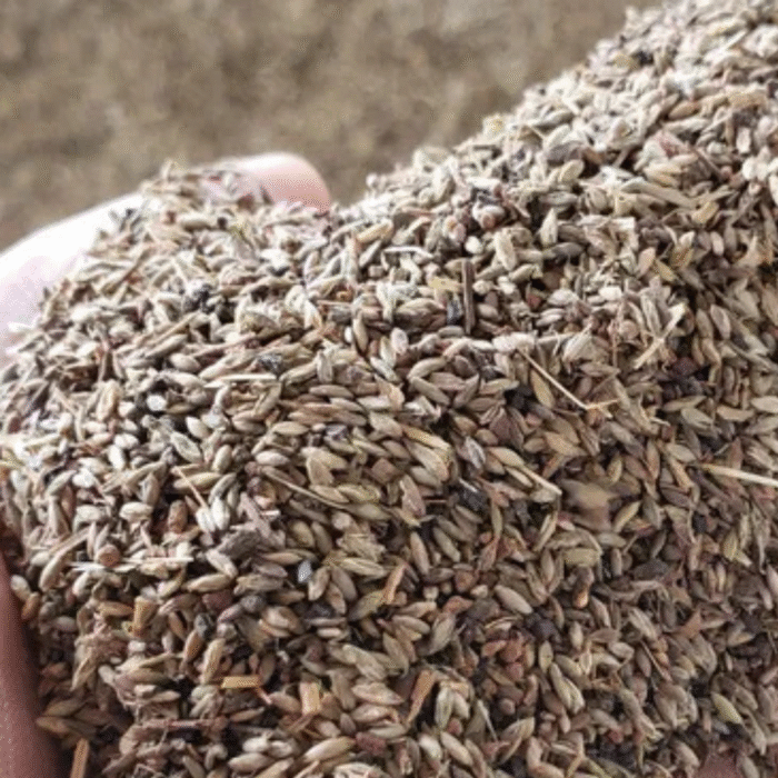 SEMENTE MOMBACA COVECIONAL 20 KG PASTO BRAZIL - Imagem 3