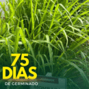 SEMENTE MOMBACA COVECIONAL 20 KG PASTO BRAZIL
