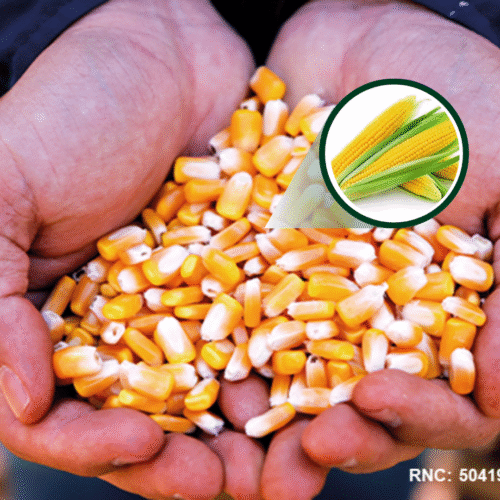 SEMENTE DE MILHO ZEA MAYS KG
